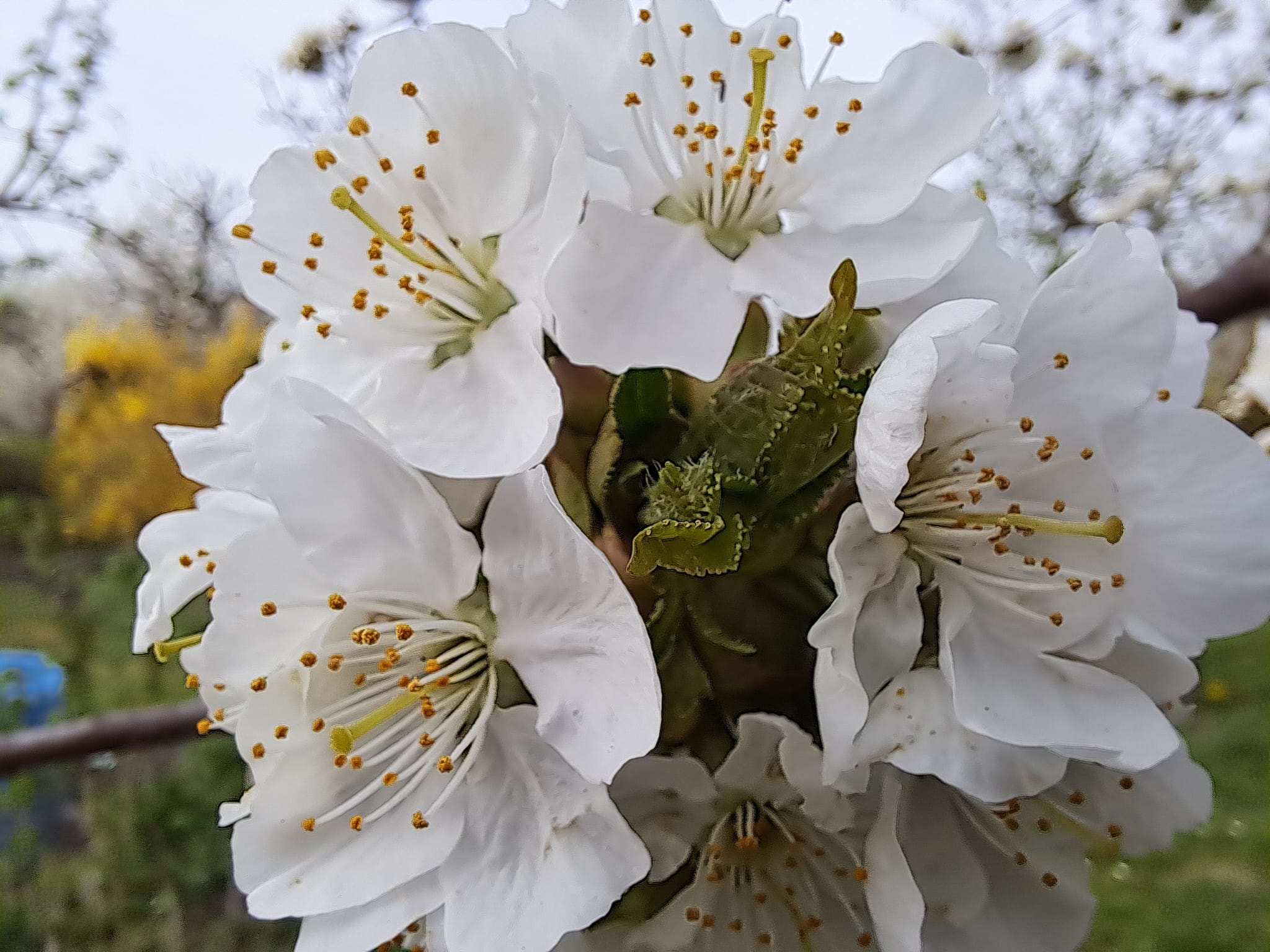 der Apfelbaum blüht