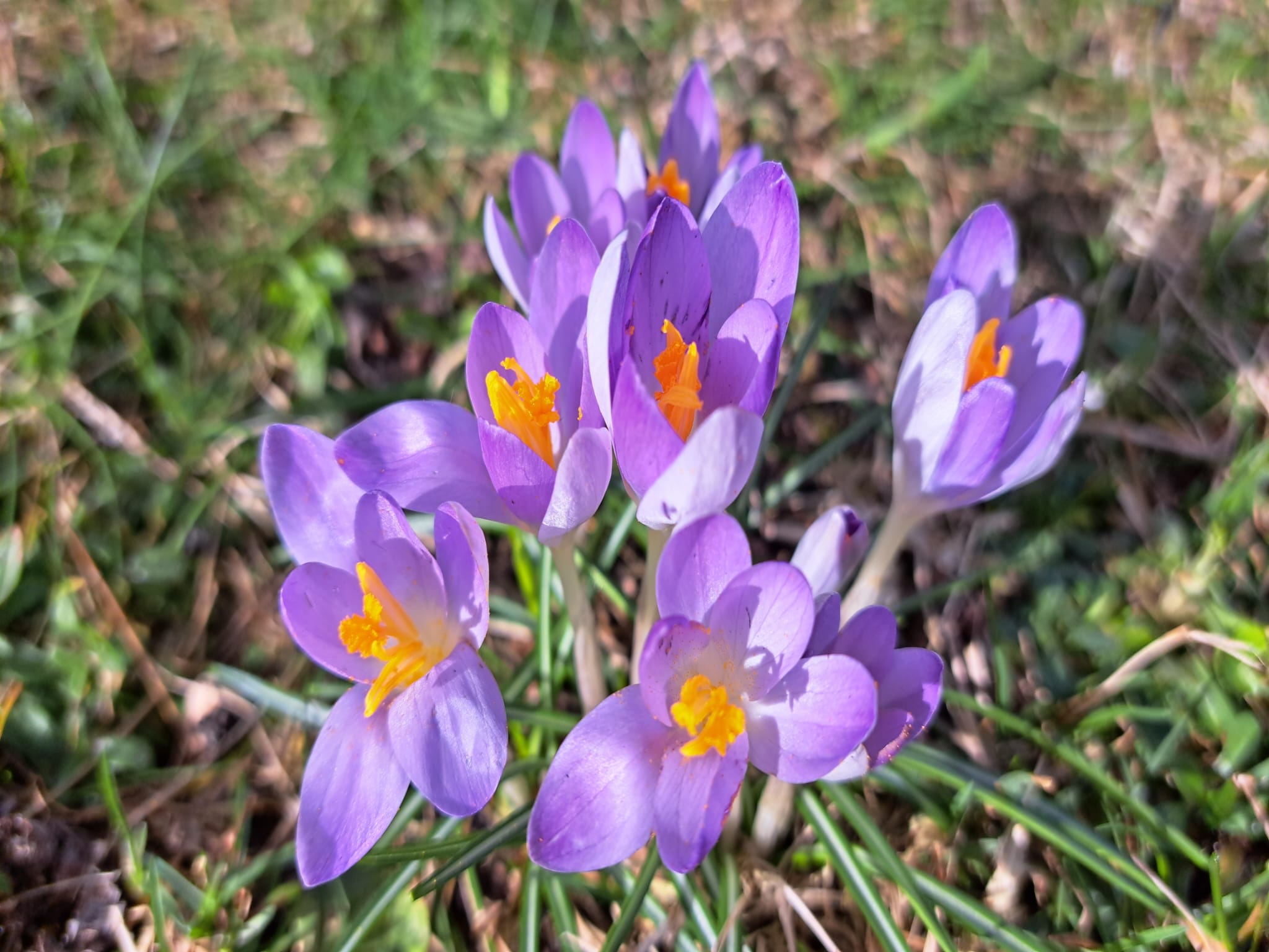 die violetten Krokusse blühen