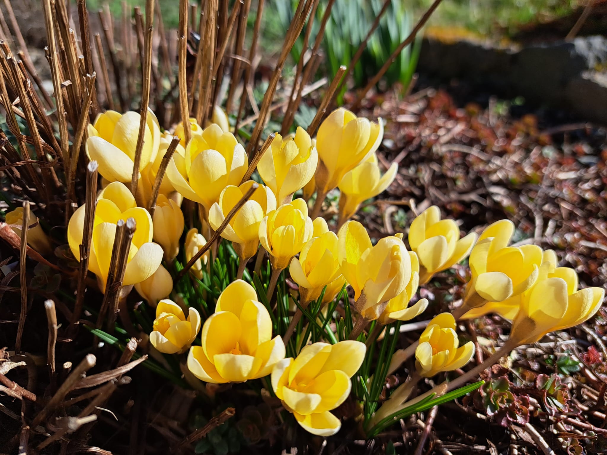 gelbe Krokusse blühen