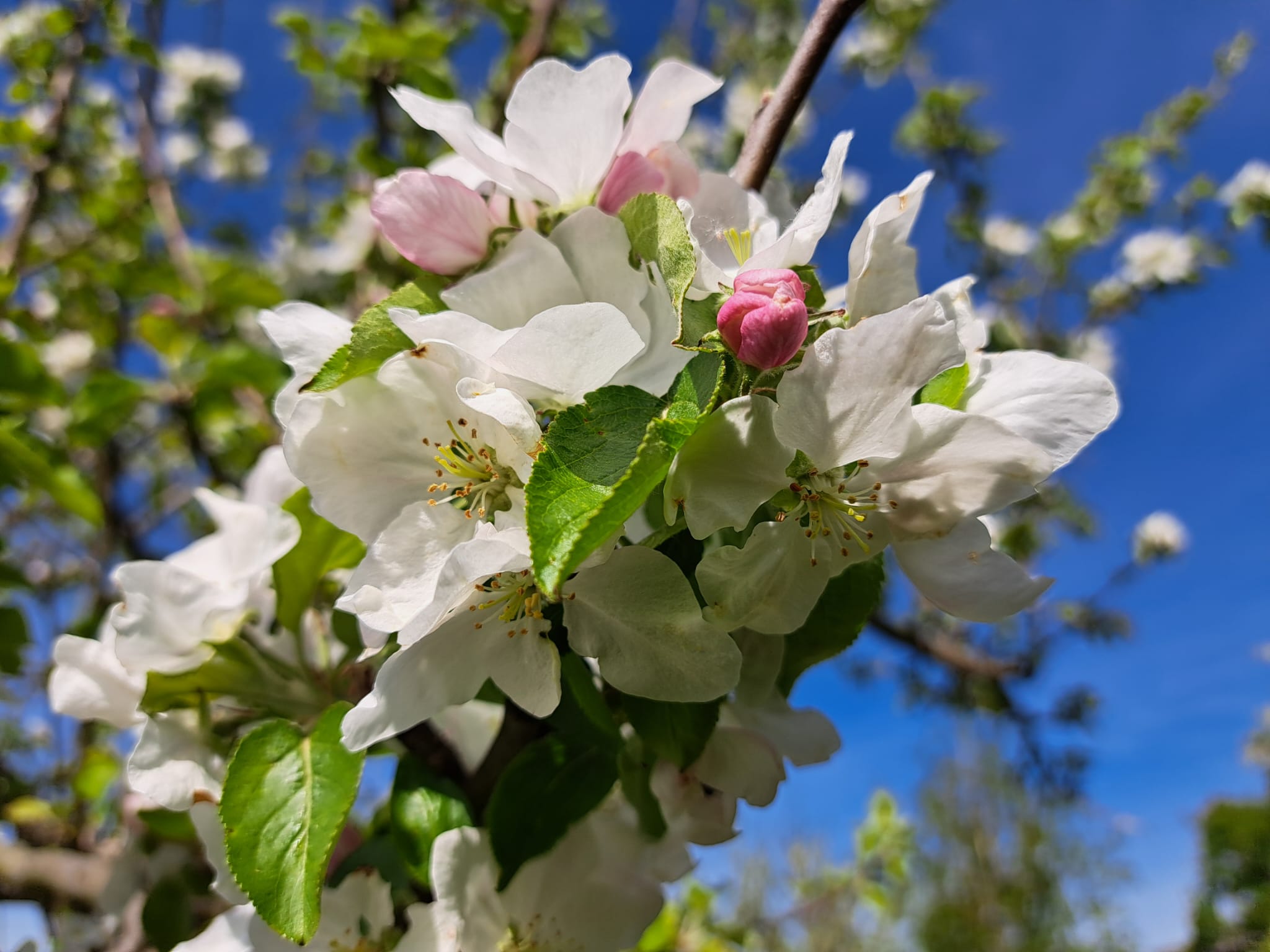 der Apfelbaum blüht