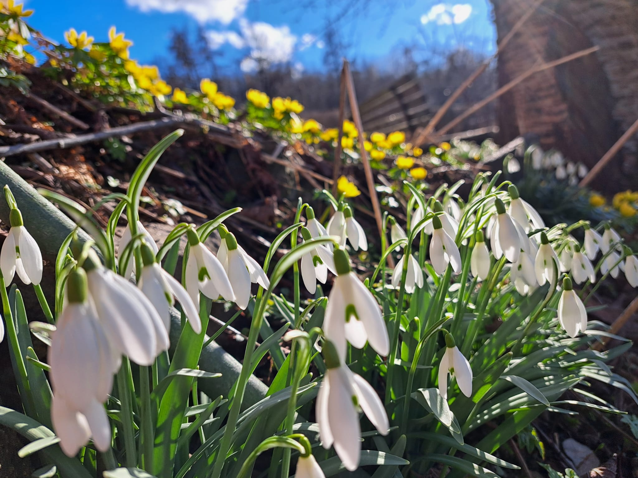die Schneeglöckchen blühen